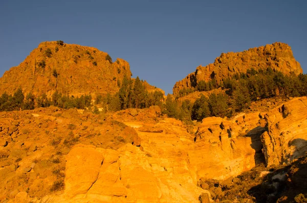 岩石悬崖和加那利岛松林. — 图库照片