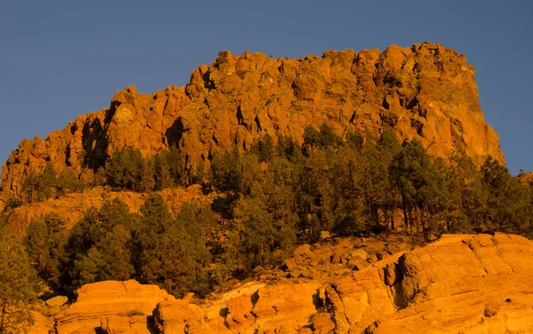 Rocky cliff and Canary island pines. — Stock Photo, Image