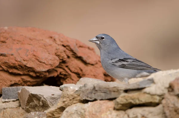 Fågelfink på Teneriffa. — Stockfoto