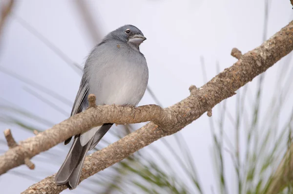 Tenerife blue chaffinch. — Stok Foto