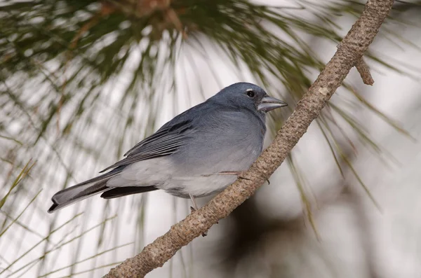 Tenerife blue chaffinch. — 图库照片