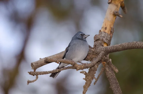 Tenerife blue chaffinch. — 图库照片