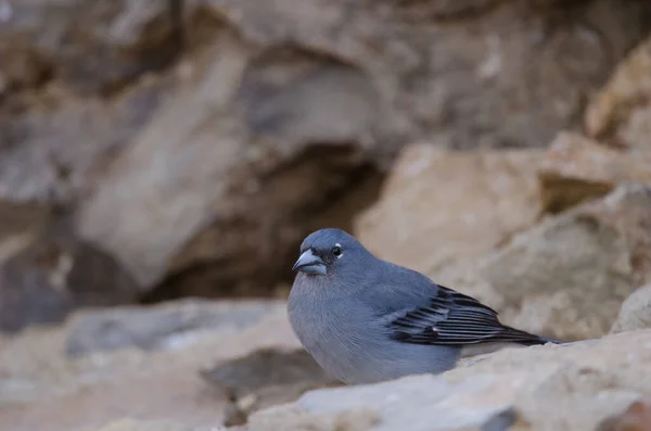 Tenerife blue chaffinch. Stock Picture