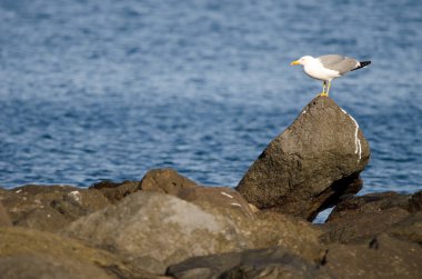 Sarı bacaklı martı Larus Michael Atlantis..