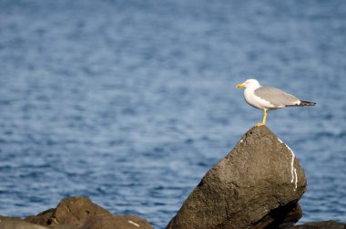 Sarı bacaklı martı Larus Michael Atlantis..