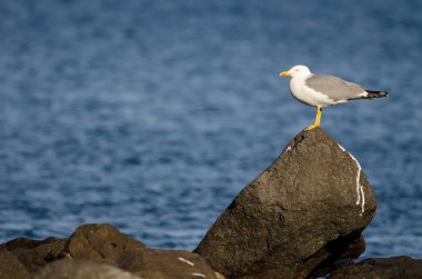 Sarı bacaklı martı Larus Michael Atlantis..