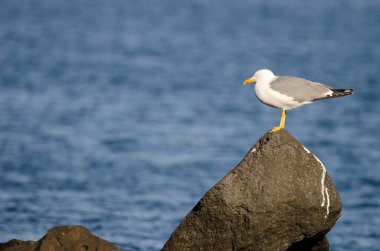 Sarı bacaklı martı Larus Michael Atlantis..