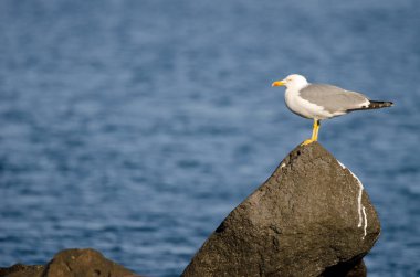 Sarı bacaklı martı Larus Michael Atlantis..