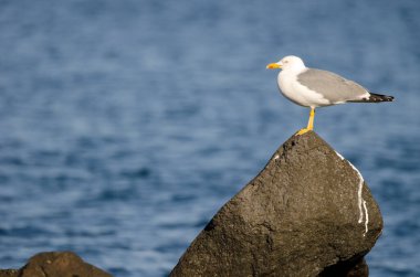 Sarı bacaklı martı Larus Michael Atlantis..