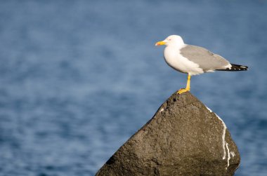 Sarı bacaklı martı Larus Michael Atlantis..