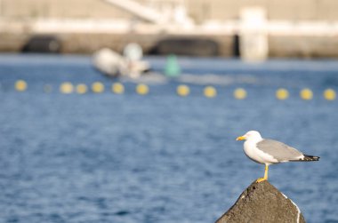 Sarı bacaklı martı Larus Michael Atlantis..