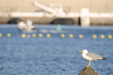 Sarı bacaklı martı Larus Michael Atlantis..