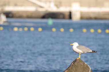 Sarı bacaklı martı Larus Michael Atlantis..