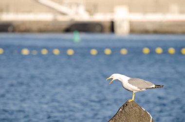 Sarı bacaklı martı Larus Michael Atlantis..
