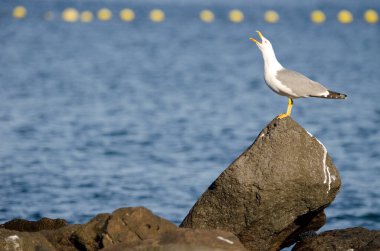 Sarı bacaklı martı Larus Michael Atlantis..