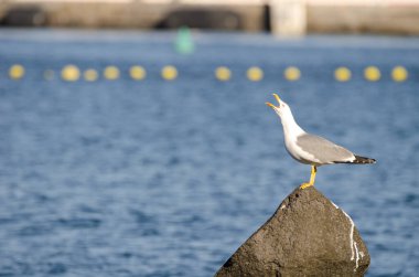 Sarı bacaklı martı Larus Michael Atlantis..