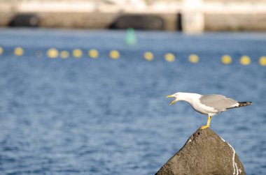 Sarı bacaklı martı Larus Michael Atlantis..