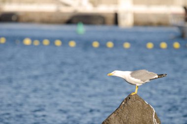 Sarı bacaklı martı Larus Michael Atlantis..