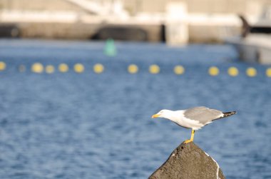 Sarı bacaklı martı Larus Michael Atlantis..