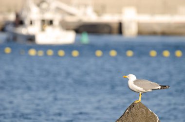 Sarı bacaklı martı Larus Michael Atlantis..