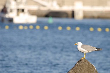 Sarı bacaklı martı Larus Michael Atlantis..