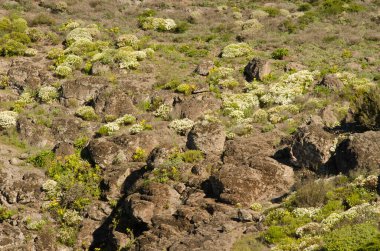 Çiçek açmış Paris papatyalarıyla manzara.