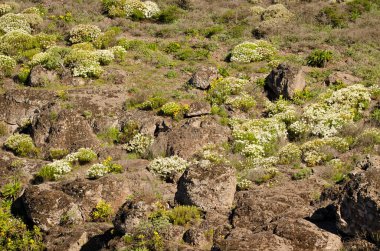 Çiçek açmış Paris papatyalarıyla manzara.