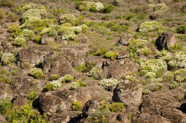 Çiçek açmış Paris papatyalarıyla manzara.
