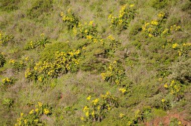 Deve dikeni dikmek çiçek açar..