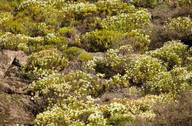 Çiçek açmış Paris papatyalarıyla manzara.