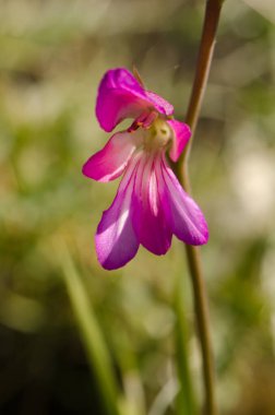 İtalyan gladyatör çiçeği.