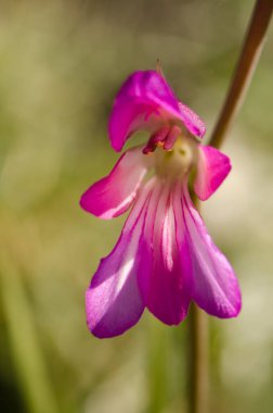 İtalyan gladyatör çiçeği.