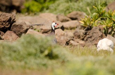 Miğferli guinafowl Numida meleagris.