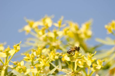 Batı bal arısı Euphorbia berthelotii 'nin çiçekleri üzerine.
