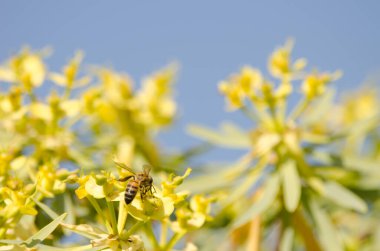Batı bal arısı Euphorbia berthelotii 'nin çiçekleri üzerine.