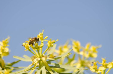 Batı bal arısı Euphorbia berthelotii 'nin çiçekleri üzerine.