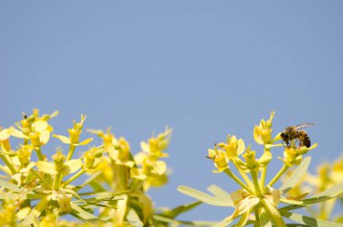 Batı bal arısı Euphorbia berthelotii 'nin çiçekleri üzerine.