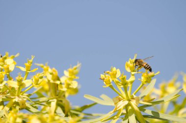 Batı bal arısı Euphorbia berthelotii 'nin çiçekleri üzerine.