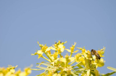 Batı bal arısı Euphorbia berthelotii 'nin çiçekleri üzerine.
