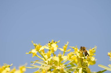 Batı bal arısı Euphorbia berthelotii 'nin çiçekleri üzerine.
