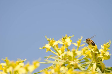 Batı bal arısı Euphorbia berthelotii 'nin çiçekleri üzerine.