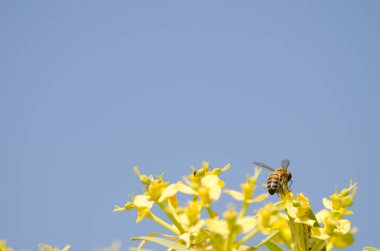 Batı bal arısı Euphorbia berthelotii 'nin çiçekleri üzerine.
