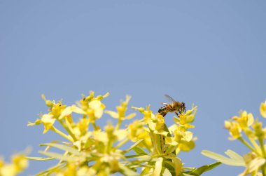 Batı bal arısı Euphorbia berthelotii 'nin çiçekleri üzerine.