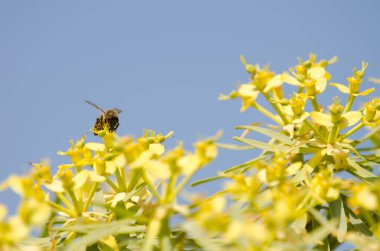 Batı bal arısı Euphorbia berthelotii 'nin çiçekleri üzerine.