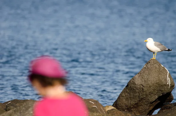 Yellow-legged gull and woman walking in the foreground. — Stock Photo, Image