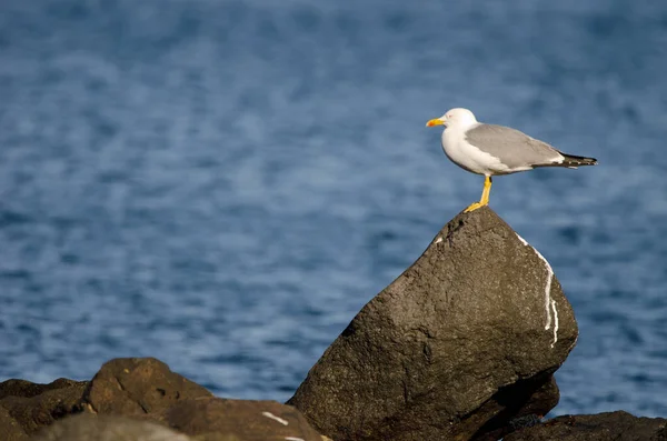 Mewa żółtodzioba Larus michaellis atlantis. — Zdjęcie stockowe