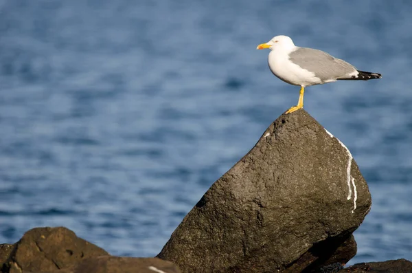 Gulbent mås Larus michaellis atlantis. — Stockfoto