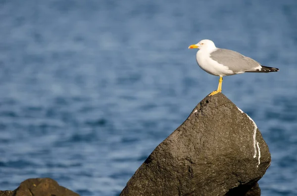 Gulbent mås Larus michaellis atlantis. — Stockfoto