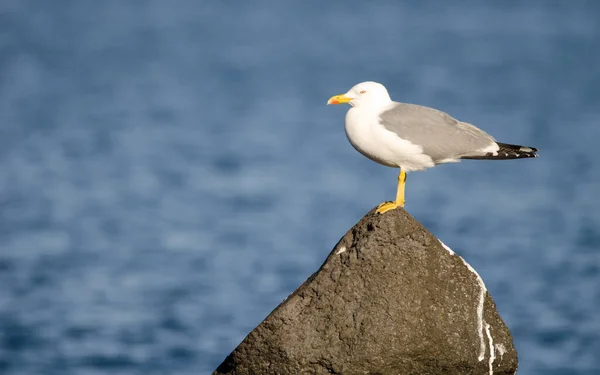 Mewa żółtodzioba Larus michaellis atlantis. — Zdjęcie stockowe