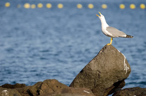 Sarı bacaklı martı Larus Michael Atlantis..